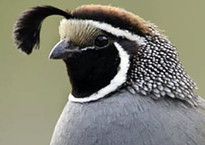 Mt. Diablo Audubon Society