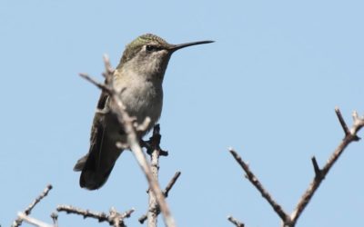 Thursday, June 6, 2019 Potluck Program: Super Hummingbirds DVD