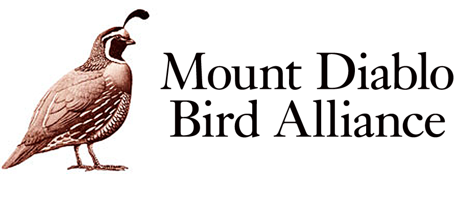Mount Diablo Bird Alliance