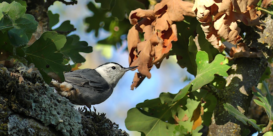 White-breasted nuthatch at Heather Farms by Matt Tarlach